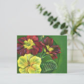 プリムラプリムローズ春葉書 ポストカード (スタンド正面)