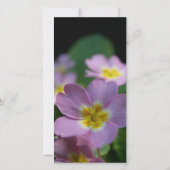 プリムラ春の花2悔やみや弔慰サンキューカード サンキューカード (裏面)