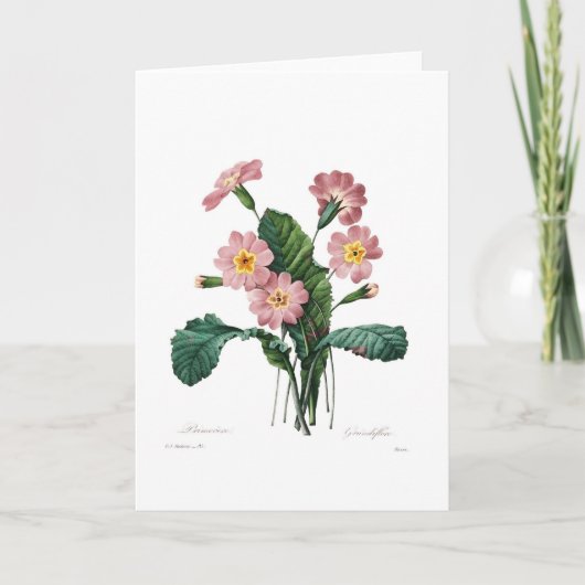 プリムラ カード (正面)