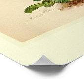 プリムラ ポスター (角)