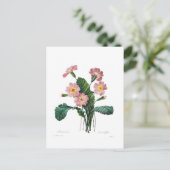 プリムラ ポストカード (スタンド正面)