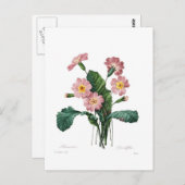 プリムラ ポストカード (正面/裏面)