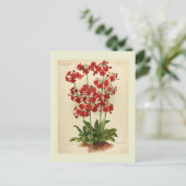 プリムラ ポストカード (スタンド正面)