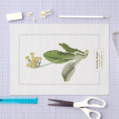 プリムローズボタニックイラストレーション1885ティッシュペーパー 薄葉紙 (クラフト)