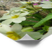 プリムローズポスター ポスター (角)