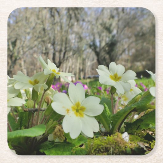 プリムローズ紙コースター スクエアペーパーコースター (正面)