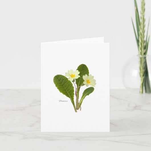 プリムローズ カード (正面)