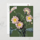 プリムローズ(Primula Aucalis) ポストカード (正面/裏面)