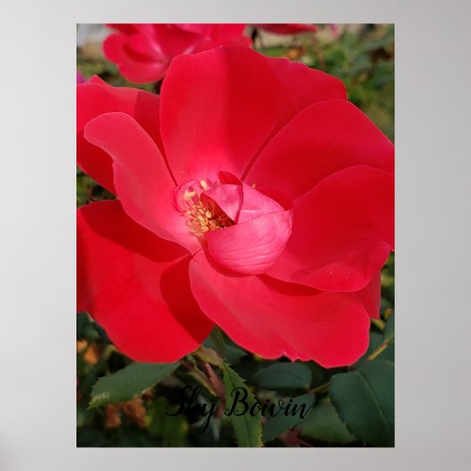 プリロー独身のゼ ポスター (正面)