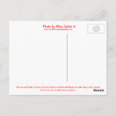 プリンスエドワード島乳牛 ポストカード (裏面)