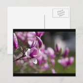 プリンストンパープルツリーフラワー ポストカード (正面/裏面)