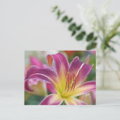 プリンス・オブ・パープル – Daylily ポストカード (スタンド正面)