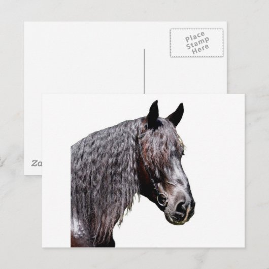 プリンス ポストカード (正面/裏面)