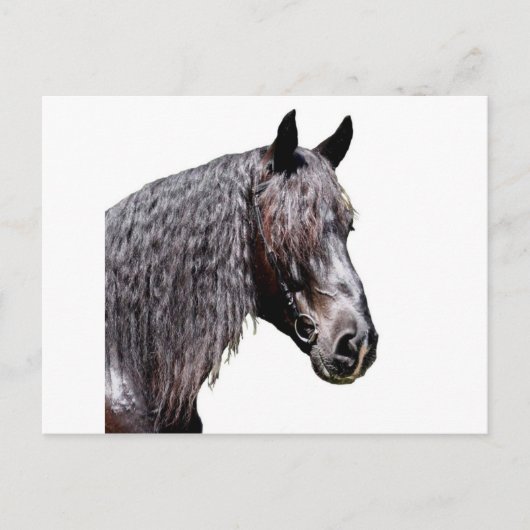 プリンス ポストカード (正面)