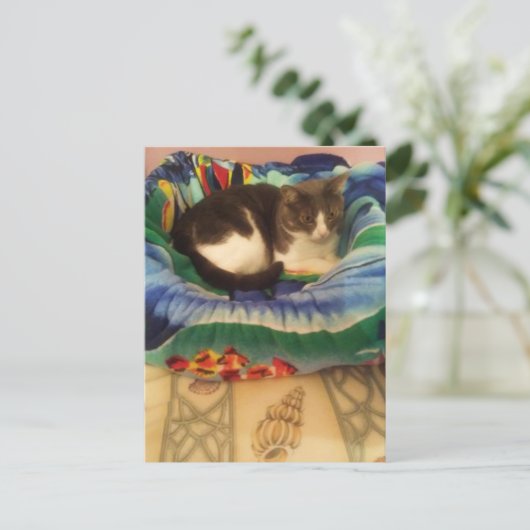 プリンセスアスウィートリトルサザンラグームフフィン子猫 ポストカード (スタンド正面)