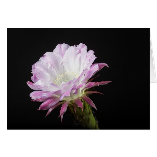 プリンセスアンEchinopsisの雑種の花 (正面横)