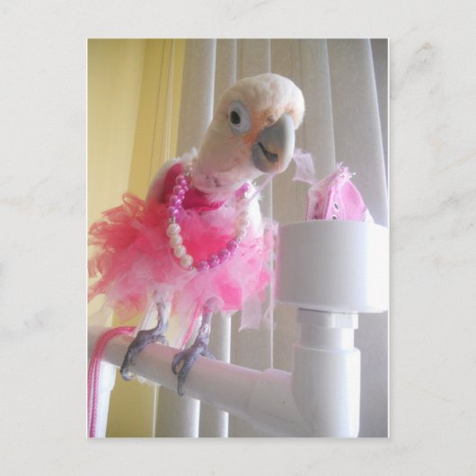 プリンセスエラポストカード ポストカード (正面)