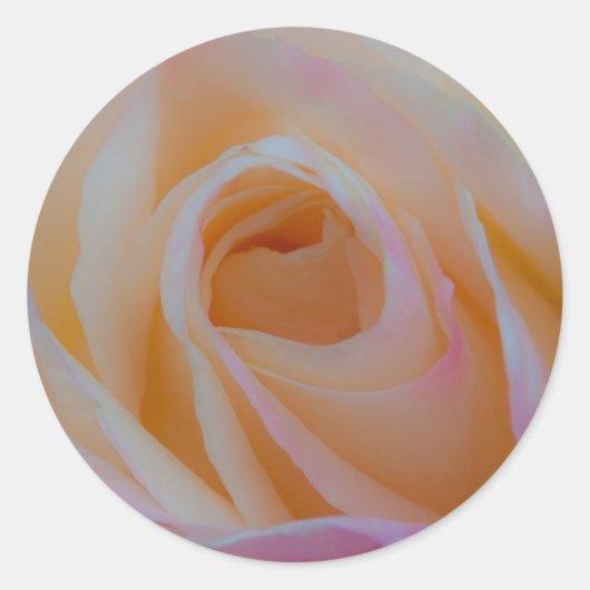 プリンセスダイアナバラ ラウンドシール (正面)