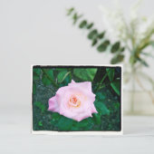 プリンセスバラ ポストカード (スタンド正面)