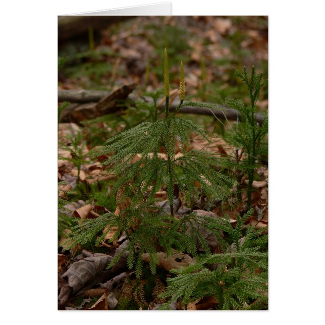 プリンセスマツカード (正面)