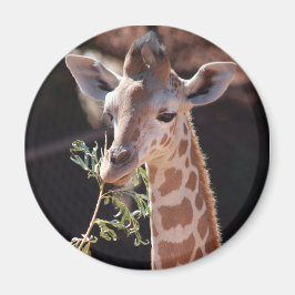 プリンセス磁石#2 マグネット