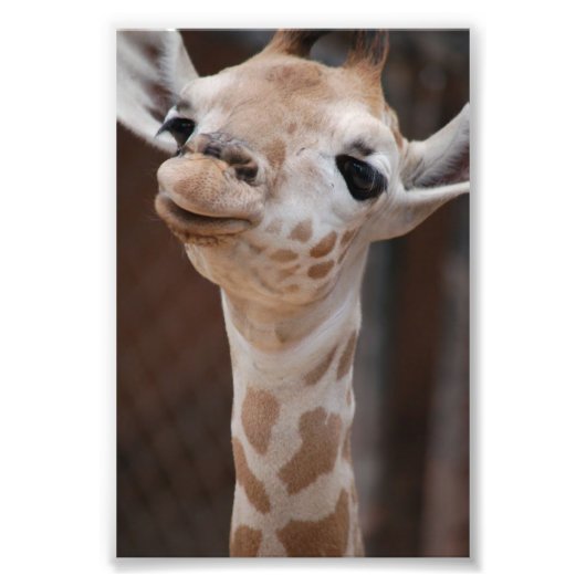 プリンセス4X6プリント#1 フォトプリント            (正面)