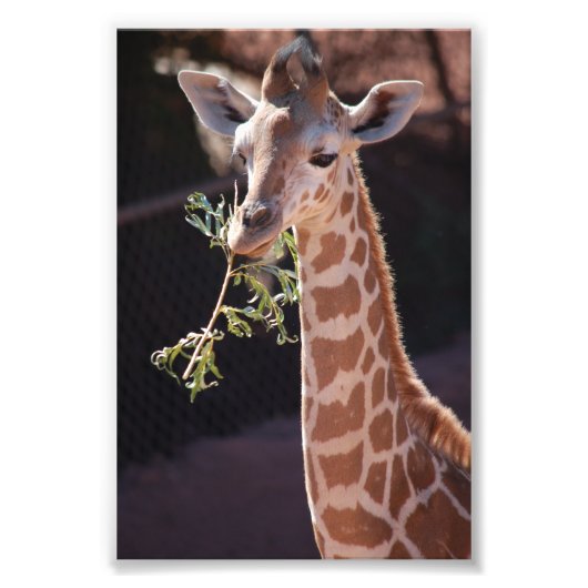 プリンセス4X6プリント#2 フォトプリント            (正面)