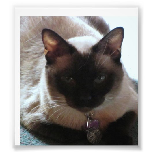 プリンセス フォトプリント            (正面)