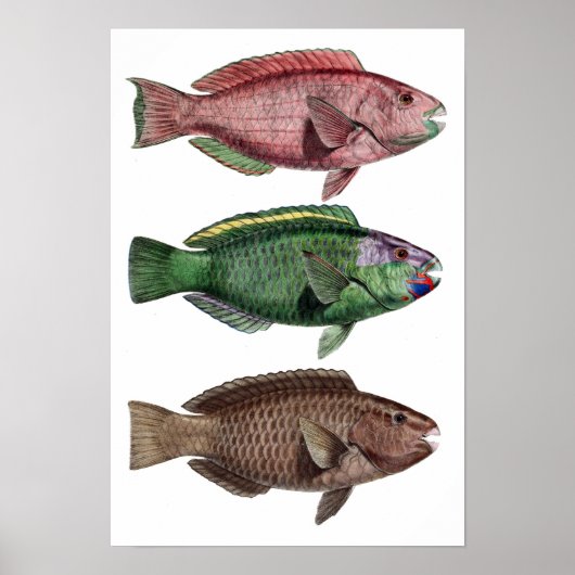 プリント「クロルストロシャリ」 ポスター (正面)