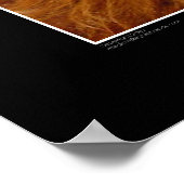 プリント – ハイランドキャトル (角)