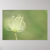 プリント: Apache Plume ポスター (正面)