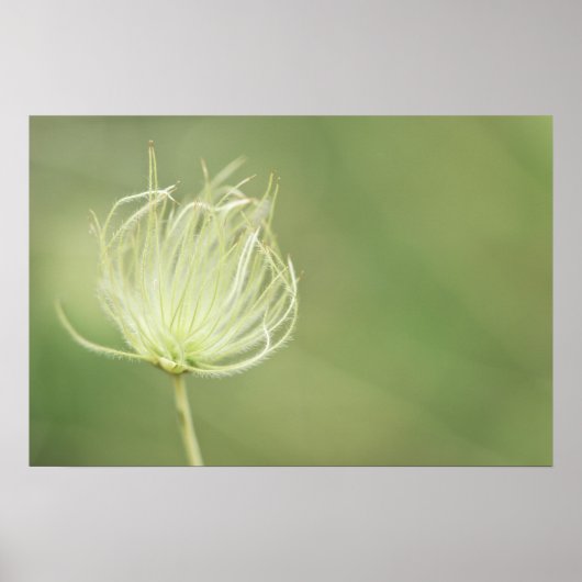 プリント: Apache Plume ポスター (正面)