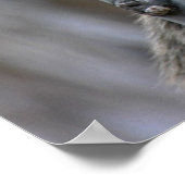 プリント: Coatimundi #2 ポスター (角)