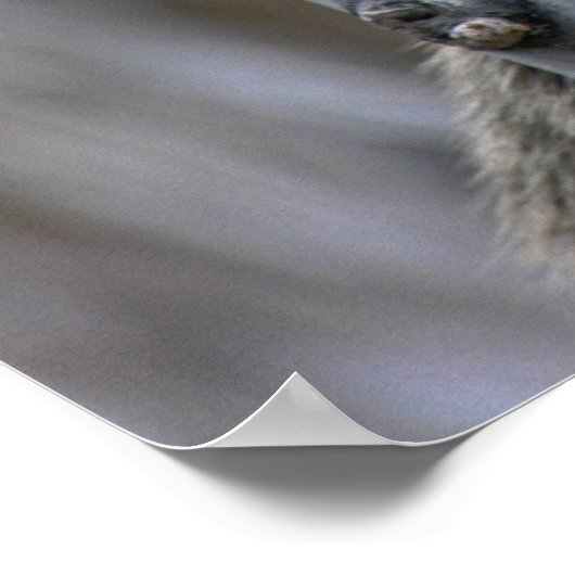 プリント: Coatimundi #2 ポスター (角)