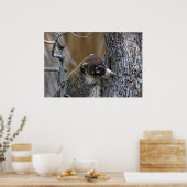 プリント: Coatimundi #2 ポスター (キッチン)