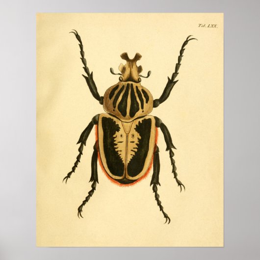 プリント「Entomologie II」 ポスター (正面)