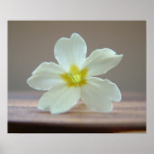 プリンローズ ポスター (正面)