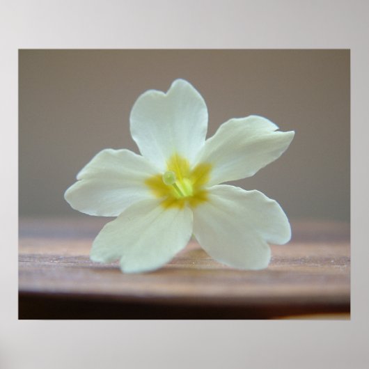 プリンローズ ポスター (正面)