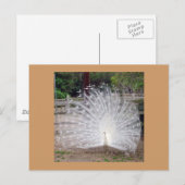 プリーニング ポストカード (正面/裏面)