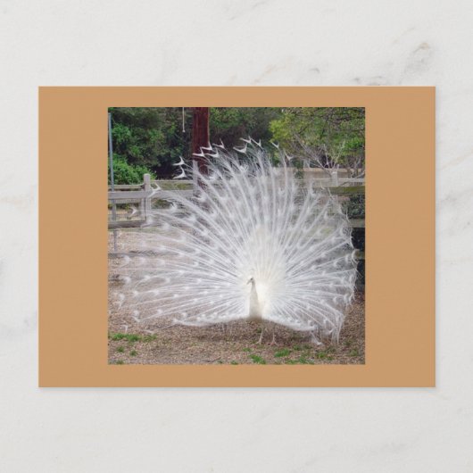 プリーニング ポストカード (正面)