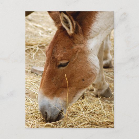 プルゼワルスキーの馬 ポストカード (正面)