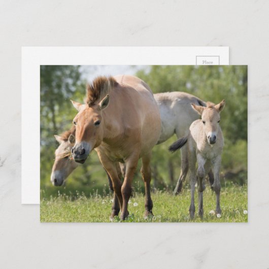 プルゼワルスキーズホースとフォール歩く ポストカード (正面/裏面)