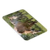 プルゼワルスキーズホースとフォール歩く マグネット (右側)