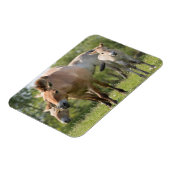 プルゼワルスキーズホースとフォール歩く マグネット (左側)