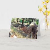 プルニママ カード (黄色い花)