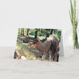 プルニママ カード