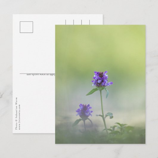 プルネラの花の自然写真 ポストカード (正面/裏面)