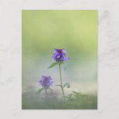 プルネラの花の自然写真 ポストカード (正面)