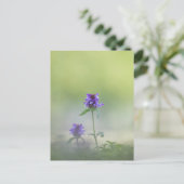 プルネラの花の自然写真 ポストカード (スタンド正面)