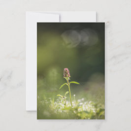 プルネラフラワー自然写真 カード